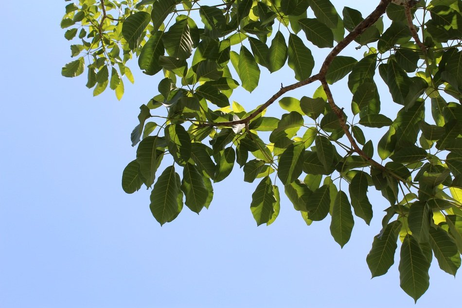 branches with green leaves on the background of the sky