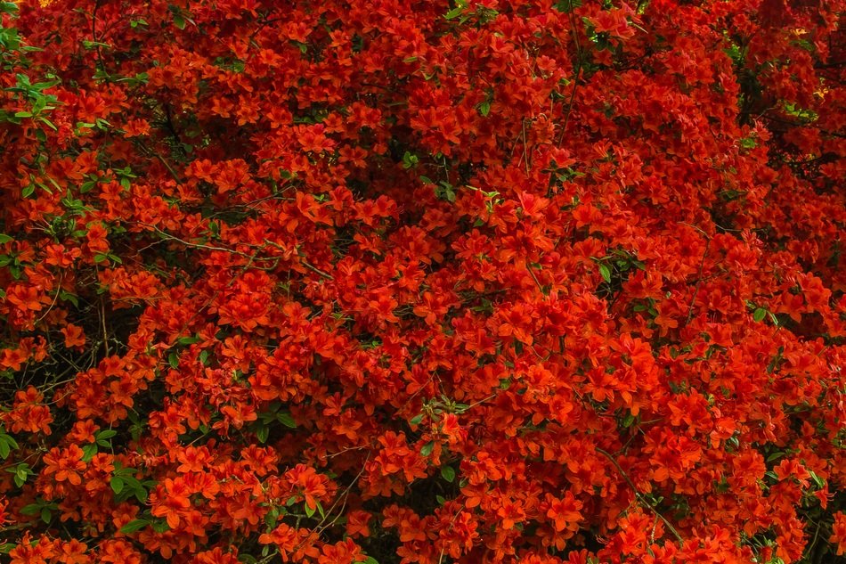 red flowers plant blossom in spring