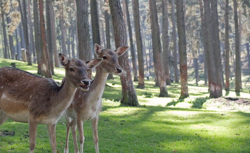 pair of deer in the forest