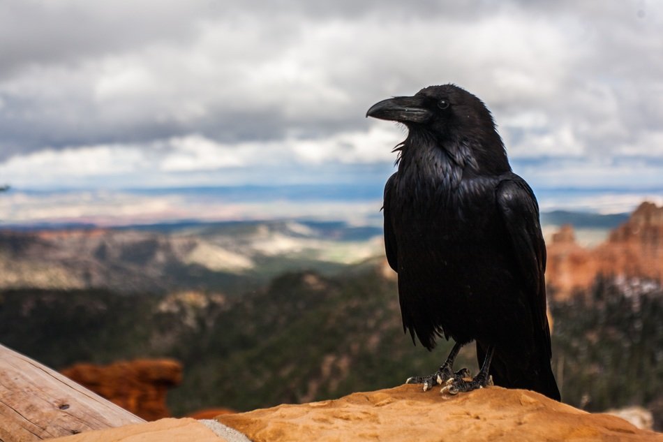 raven sitting on rock in mountain landscape
