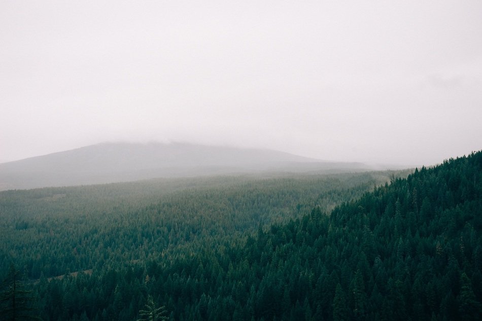Fog over the forest