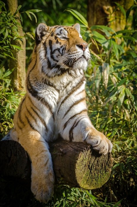 red tiger king of the forest