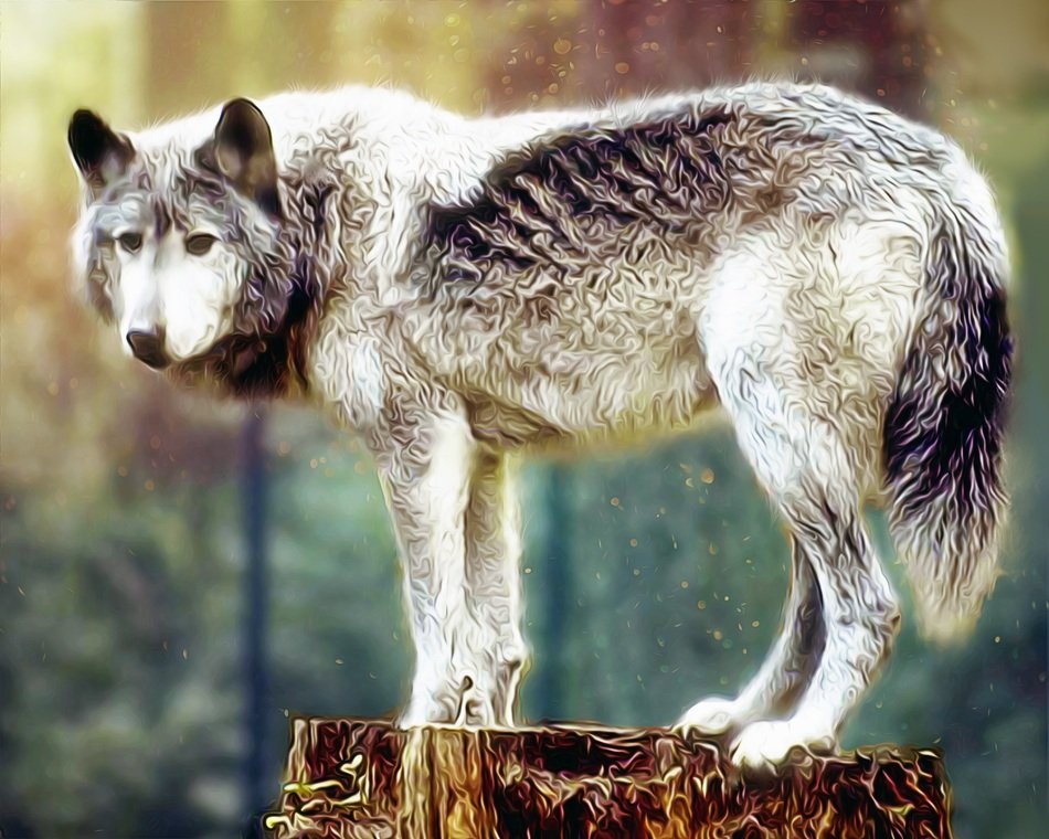 absolutely beautiful wolf