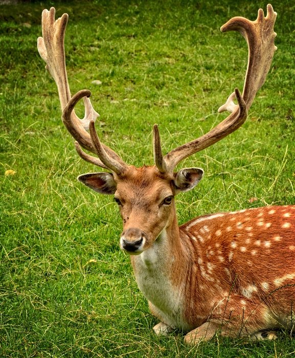male deer with antlers on the background of green meadow