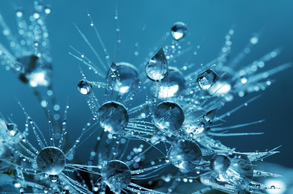 water drops on dandelion seed background