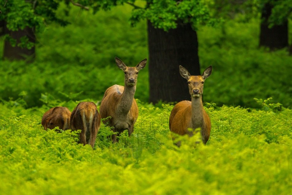 several deer walk in the forest