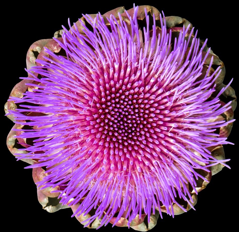 Colorful artichoke blossom at dark background