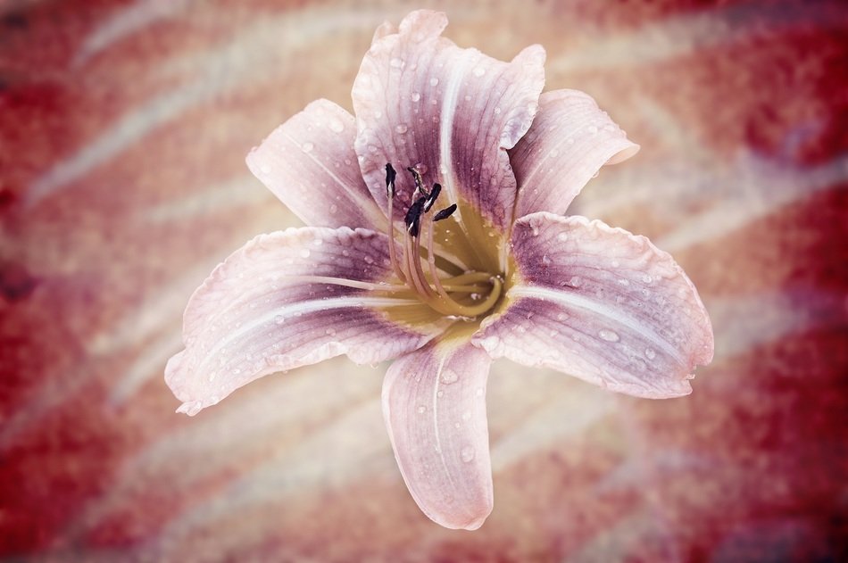daylily in drops of water on a bright background