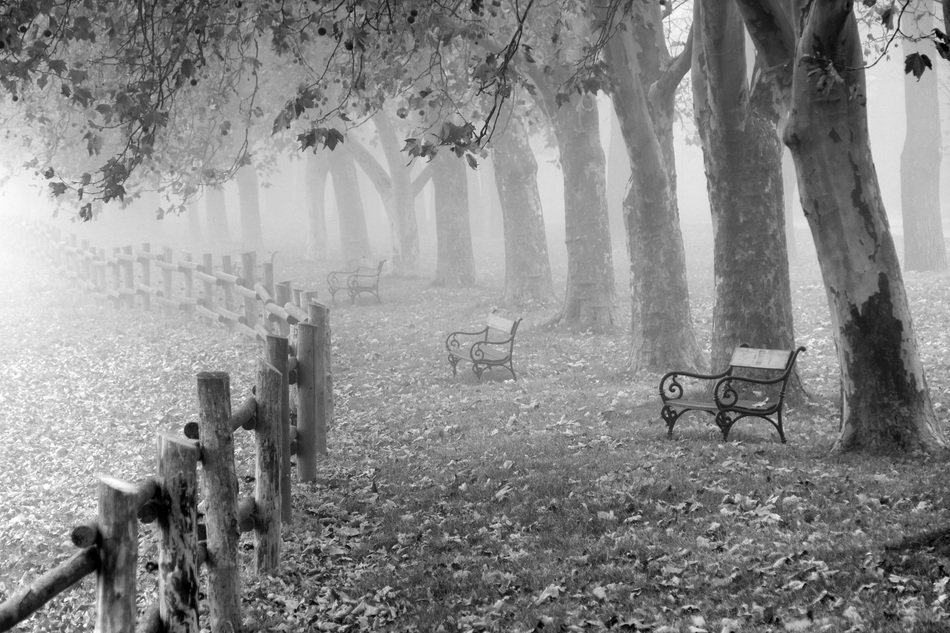 The monochrome pictere of autumn park with old fence and benches