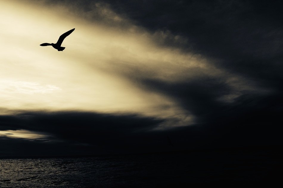 seagull under the dark sky