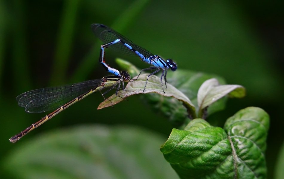 Dragonflies on the leaf