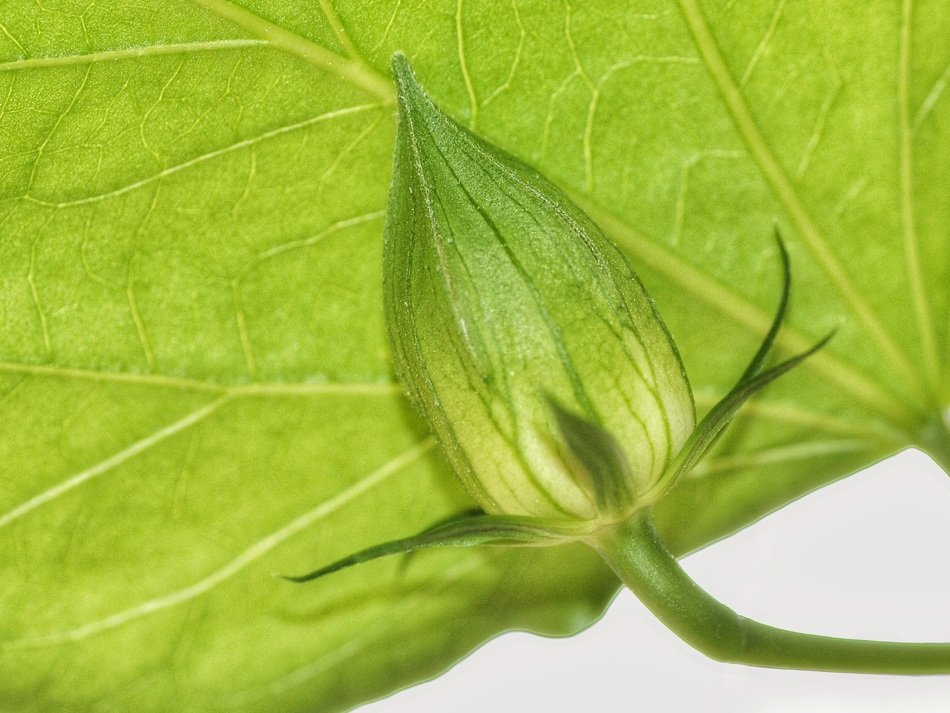 Close-up of the green leaf with a bud
