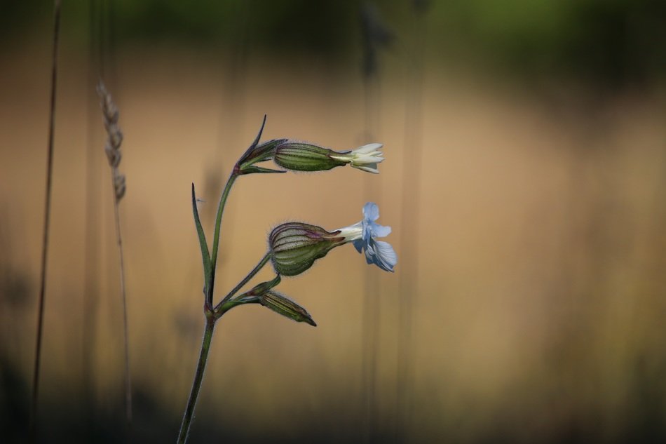 flower with blue buds on a background of fog