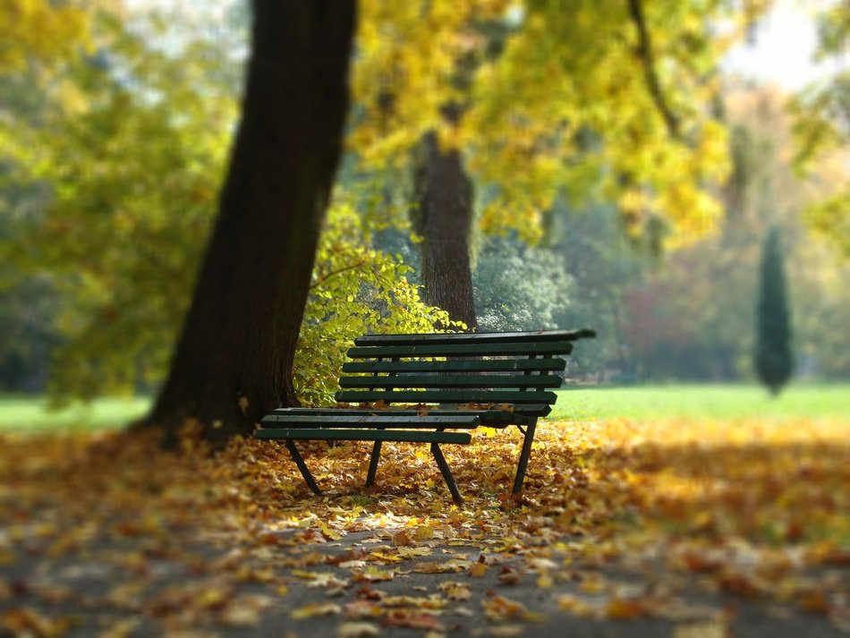 free banch at tree in autumn park, poland, krakÃ³w