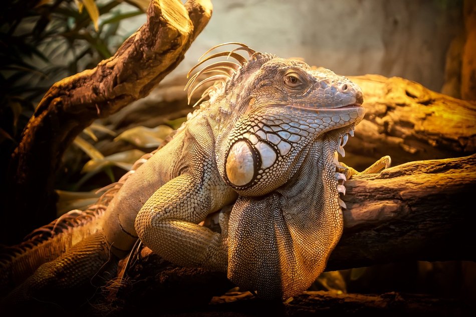 lizard in nature close up