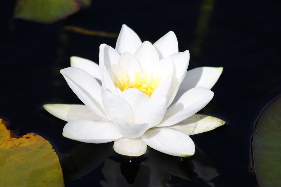 Beautiful white water lily on the water