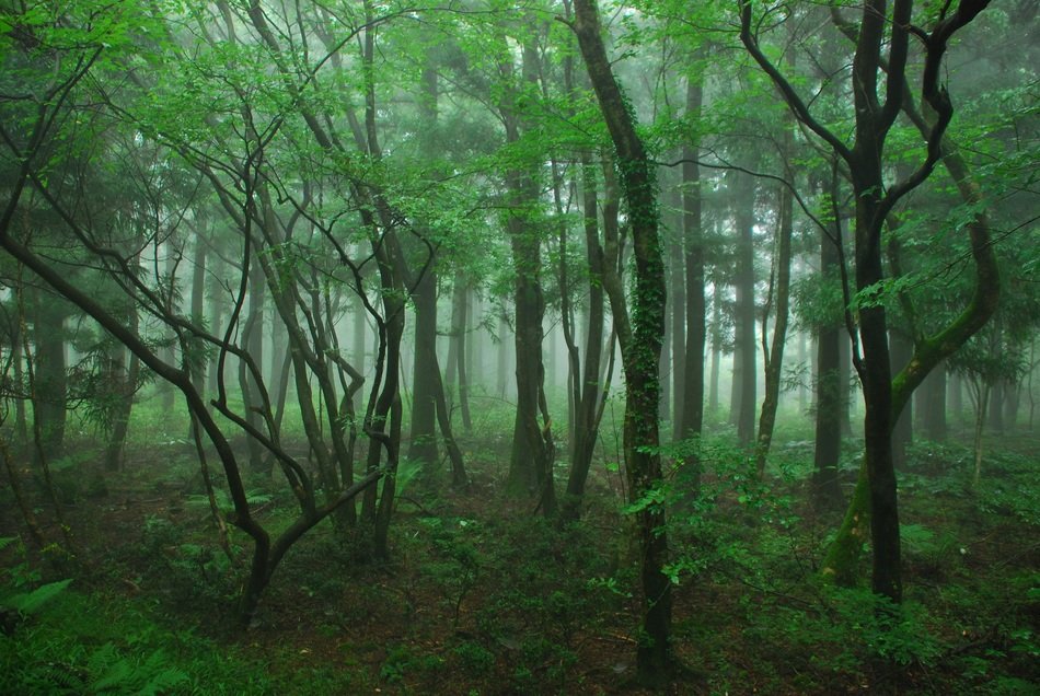 wood jeju island
