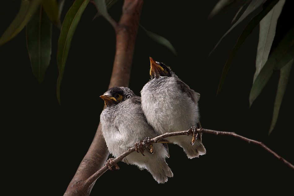 couple of a manorina melanocephala on a branch