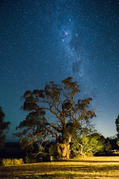 irresistible night stars