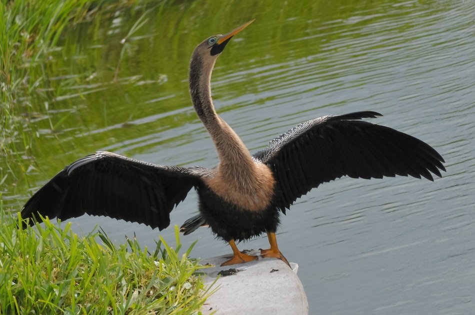 water turkey anhinga