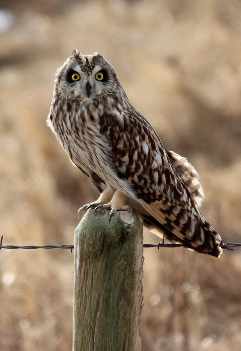 short-haired owl on a fence post on a blurred background