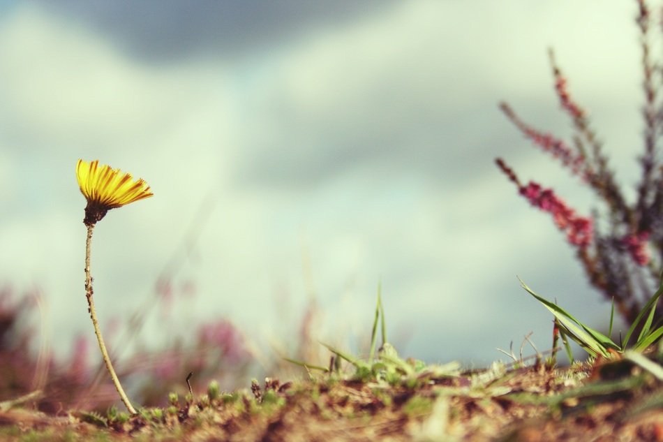 Small flower in nature