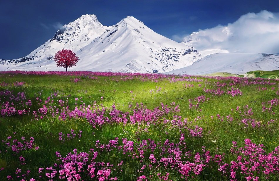 A flower clearing in the background of snow-capped mountains
