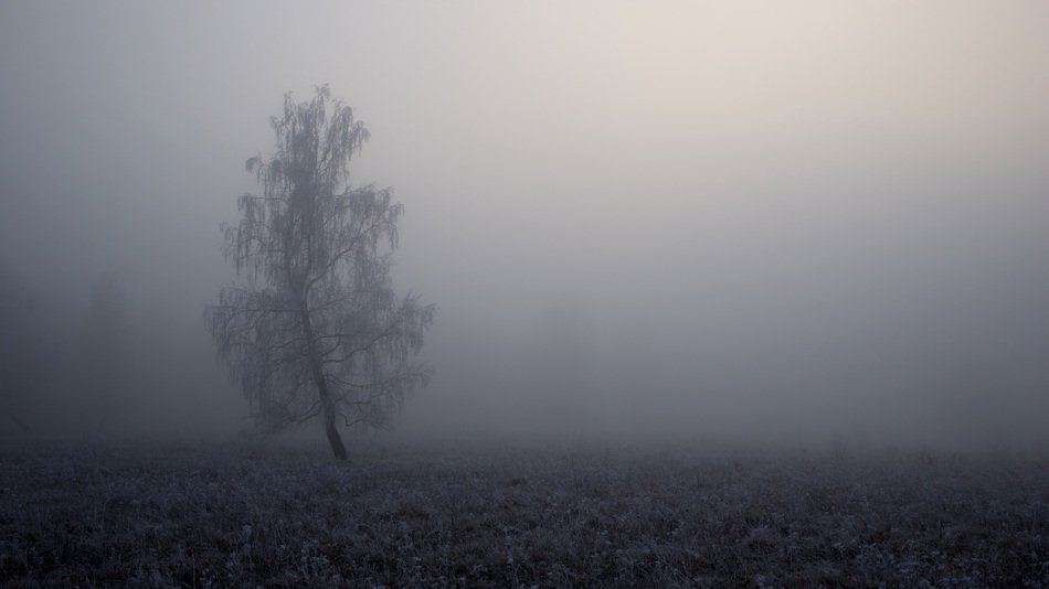 tree in grey mist landscape