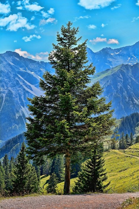 big conifer in the alps in austria