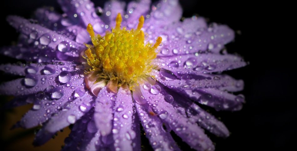 Macro photo of drops on a purple flower