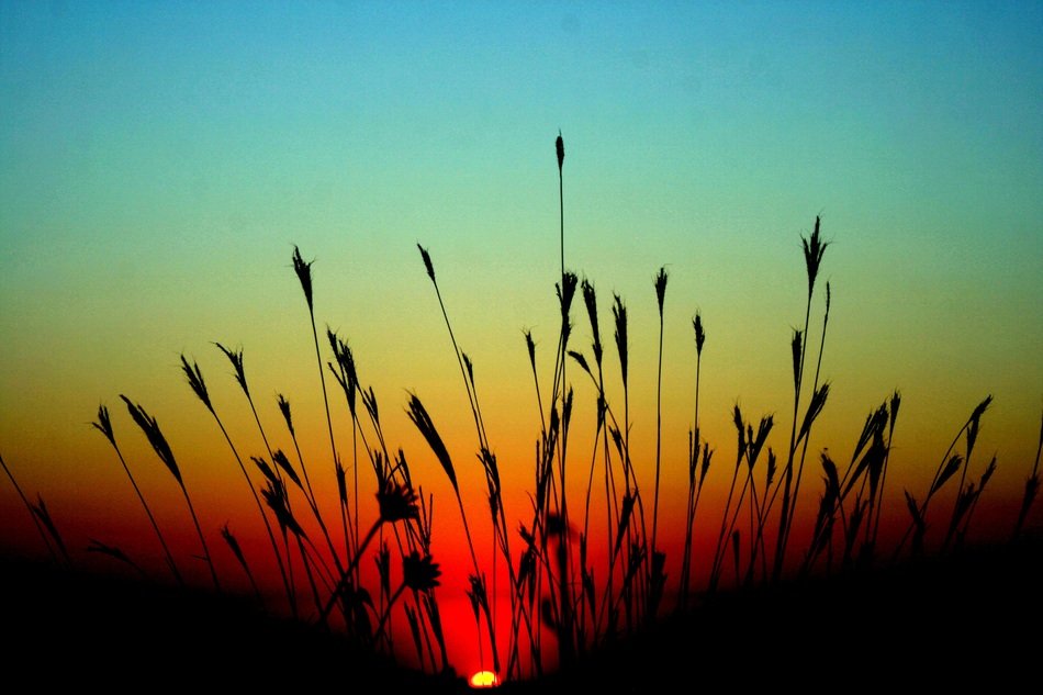 Grass on the landscape