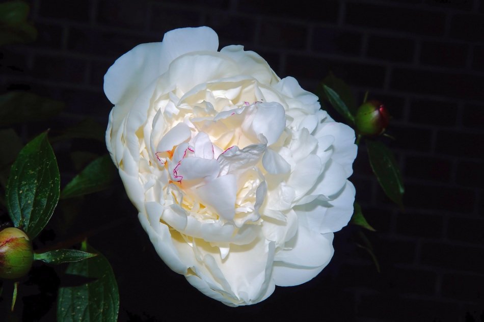 lily-white peony