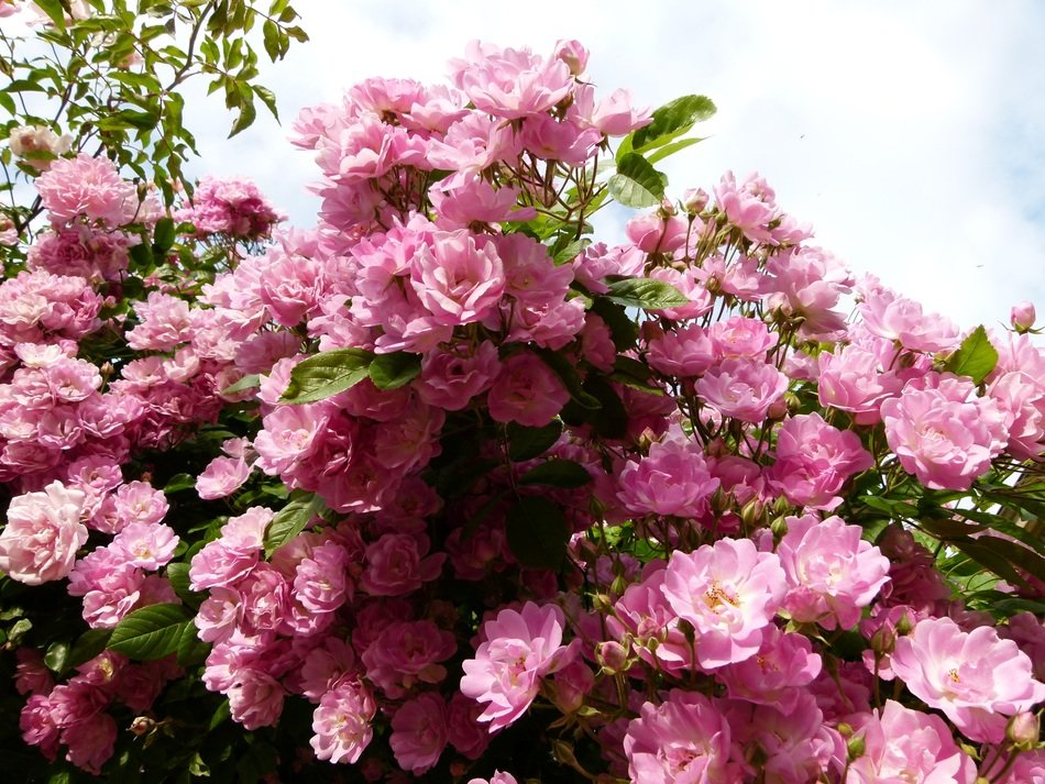 rosebush plant