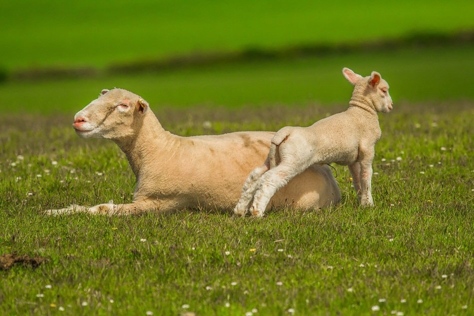 sheep with a lamb on the meadow