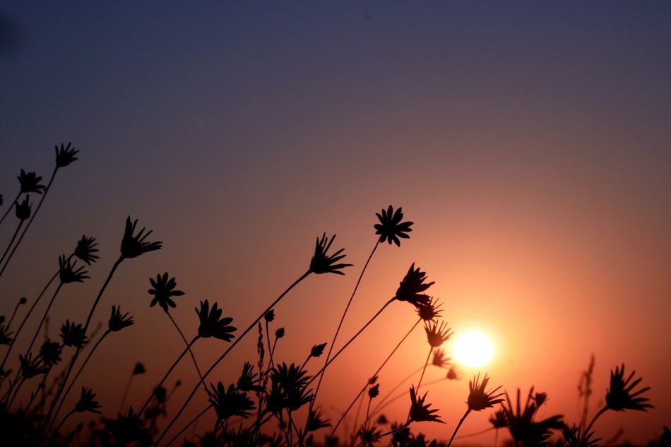 Flowers on the background of red sky