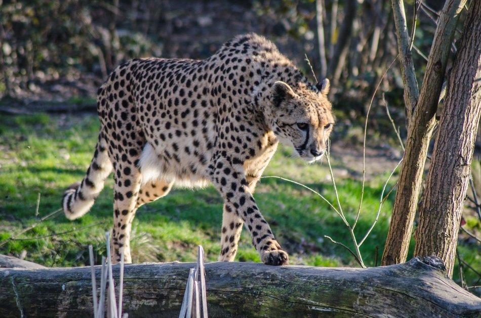 clipart of the cheetah in the natural life