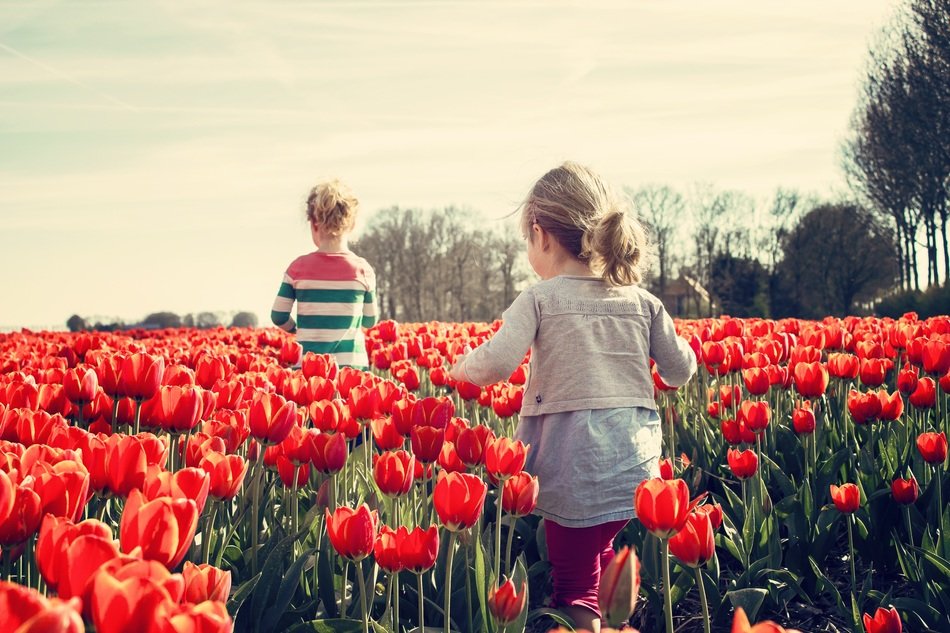 children by the red tulips
