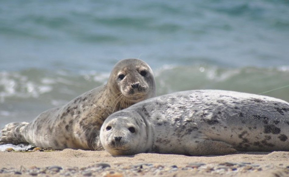 two spotted seals are resting on the shore