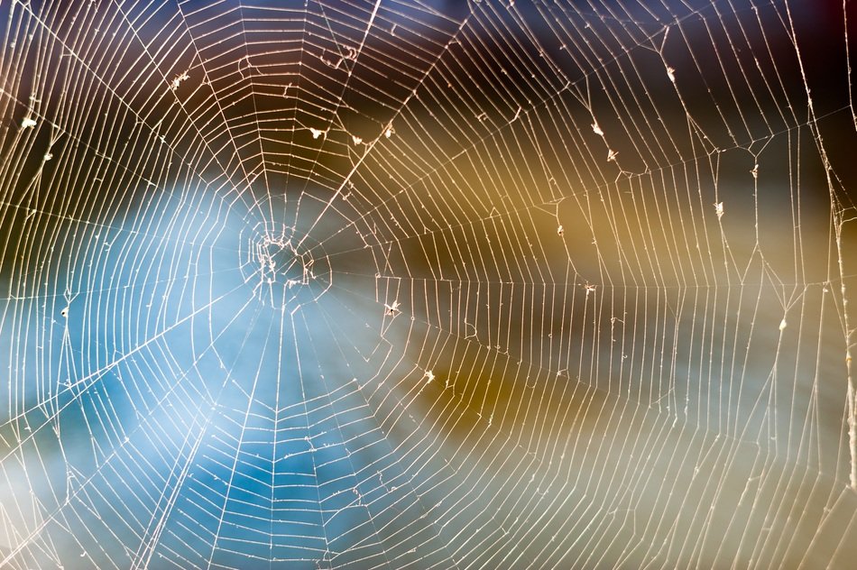 photo of a white insect web