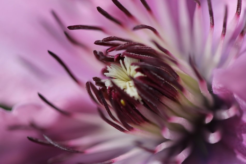 purple flower macro photo