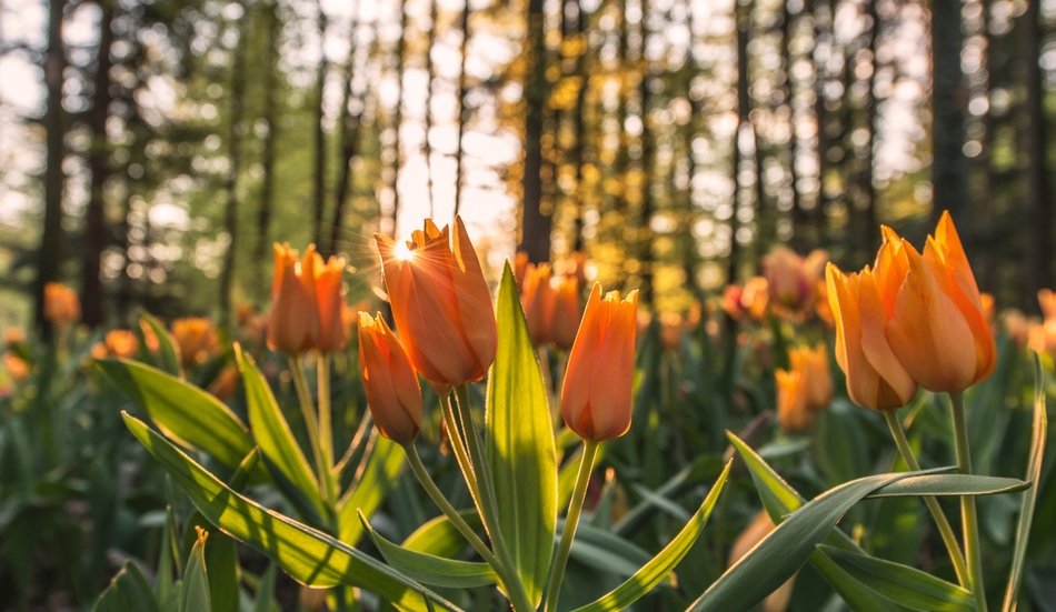 Orange tulips in the forest
