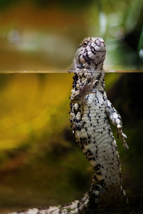 gecko in water