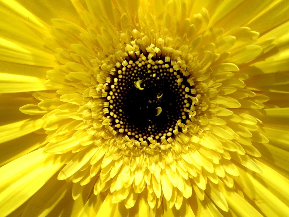 lemon-colored gerber daisy close-up