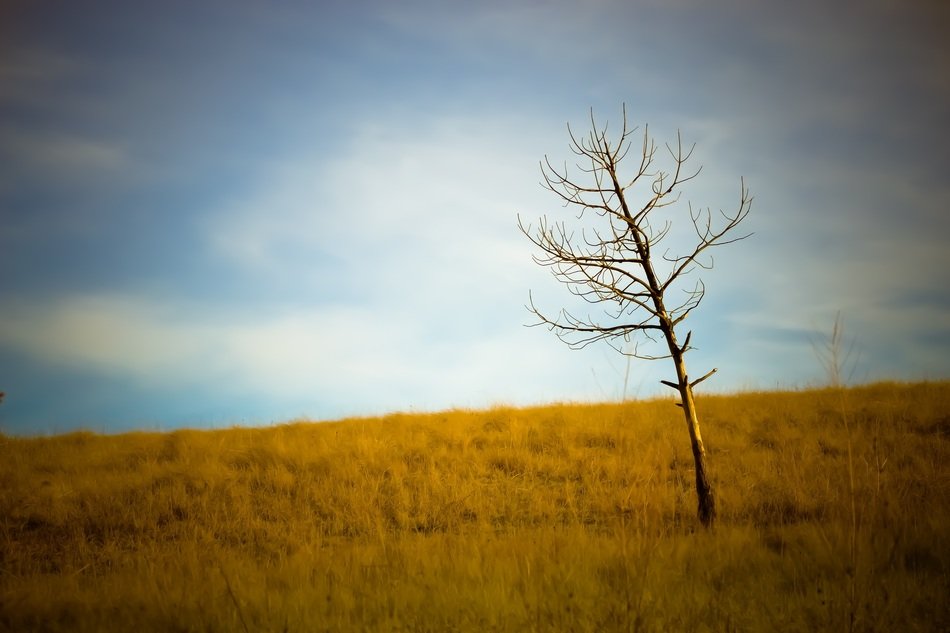tree among the plain
