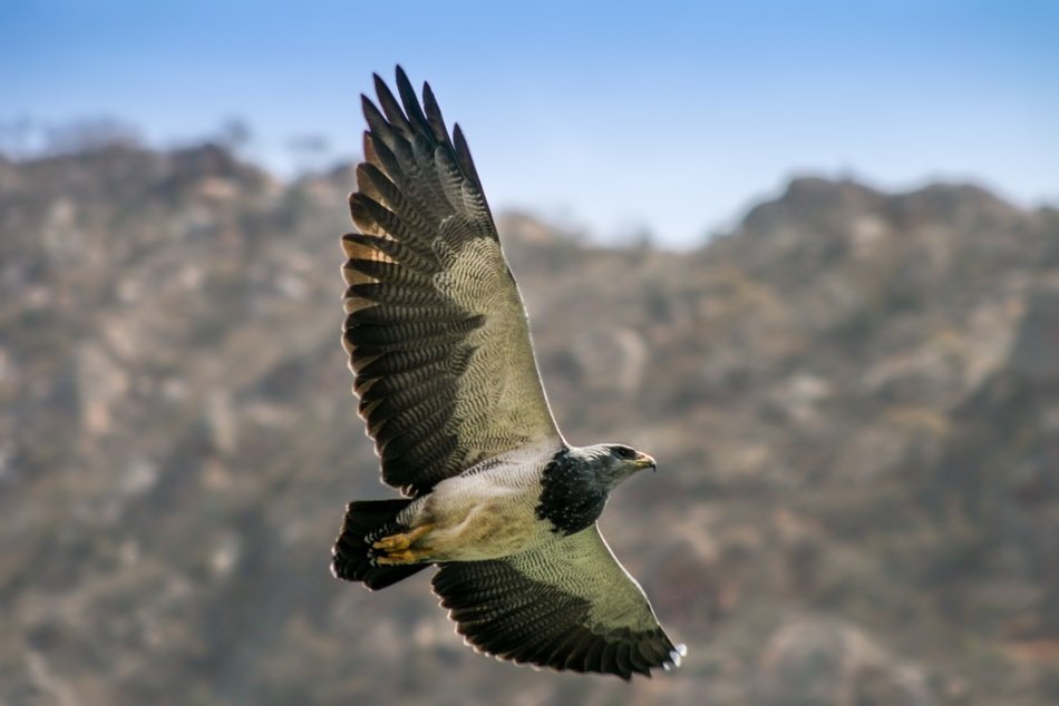 nice argentina bird
