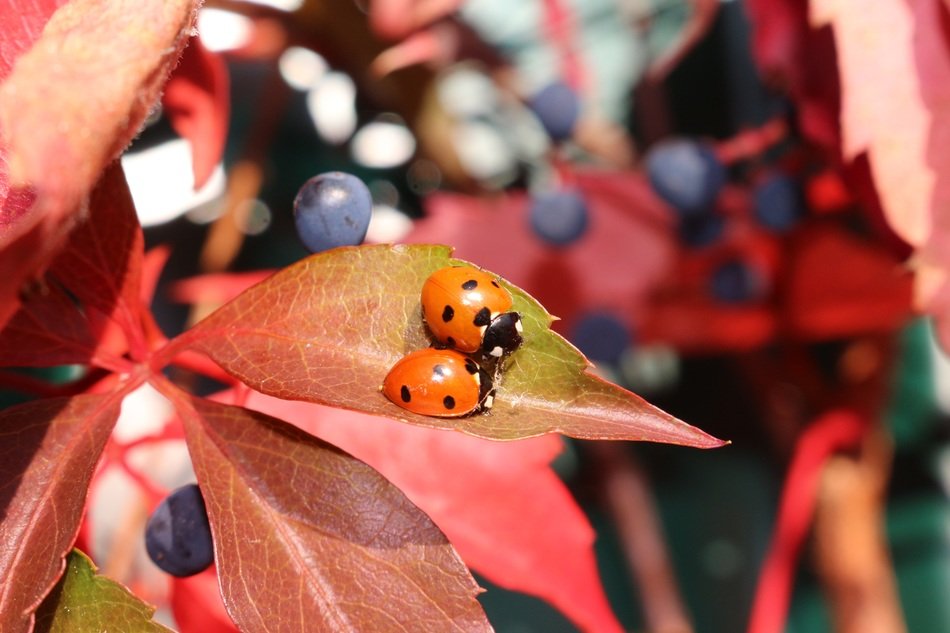 Ladybugs on the grape leaves in the autumn