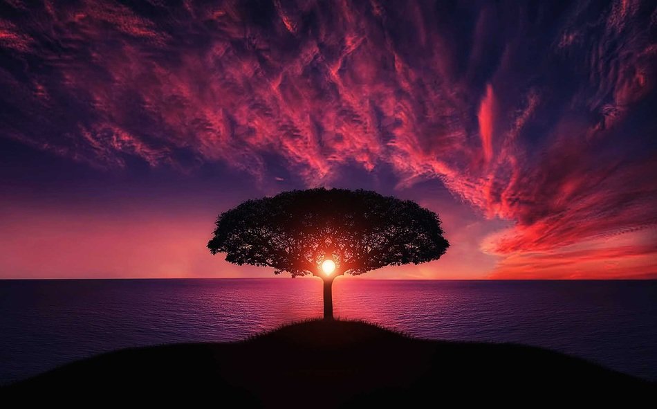 red sun in the sunset behind the tree