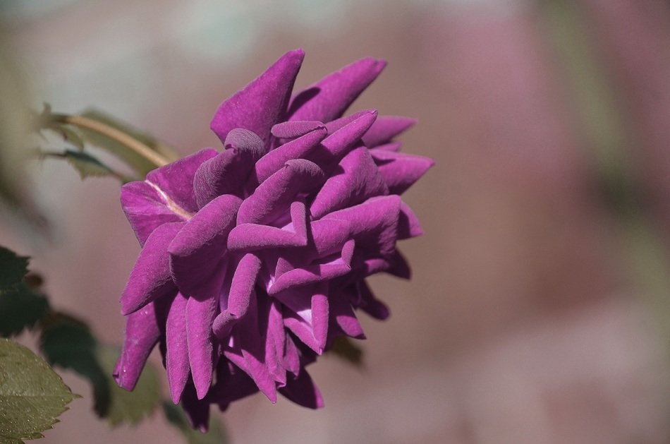 Beautiful purple rose