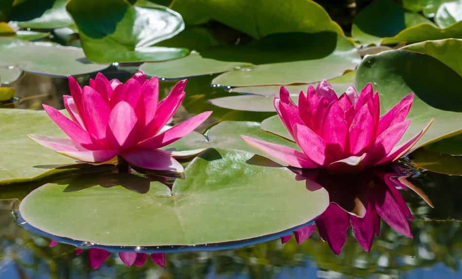 two bright pink water lilies