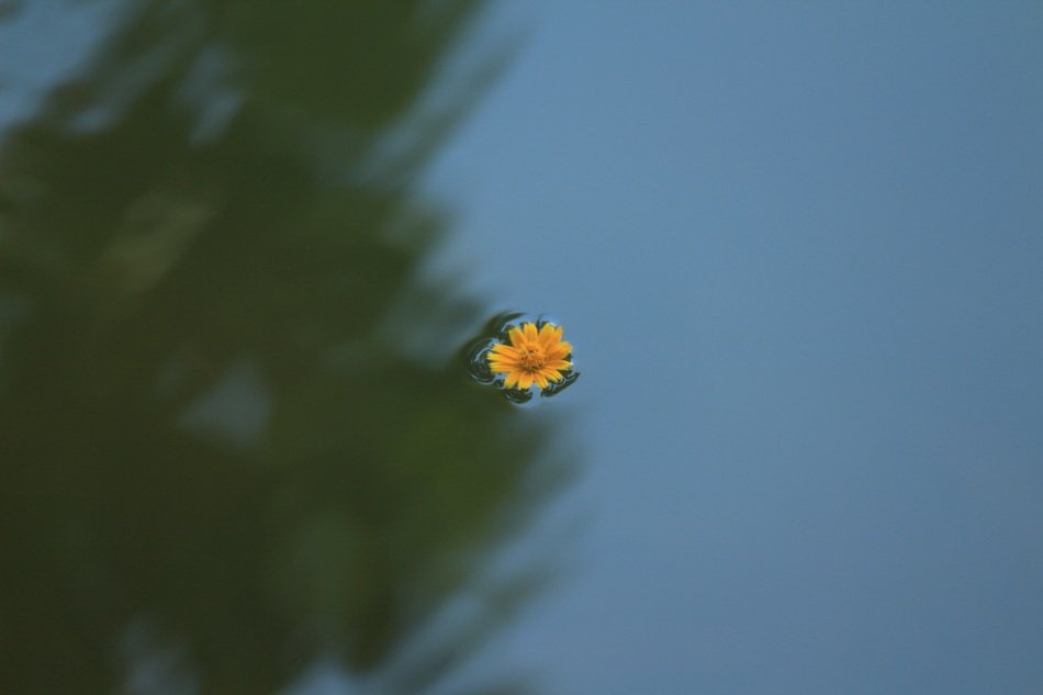 orange flower on the water surface